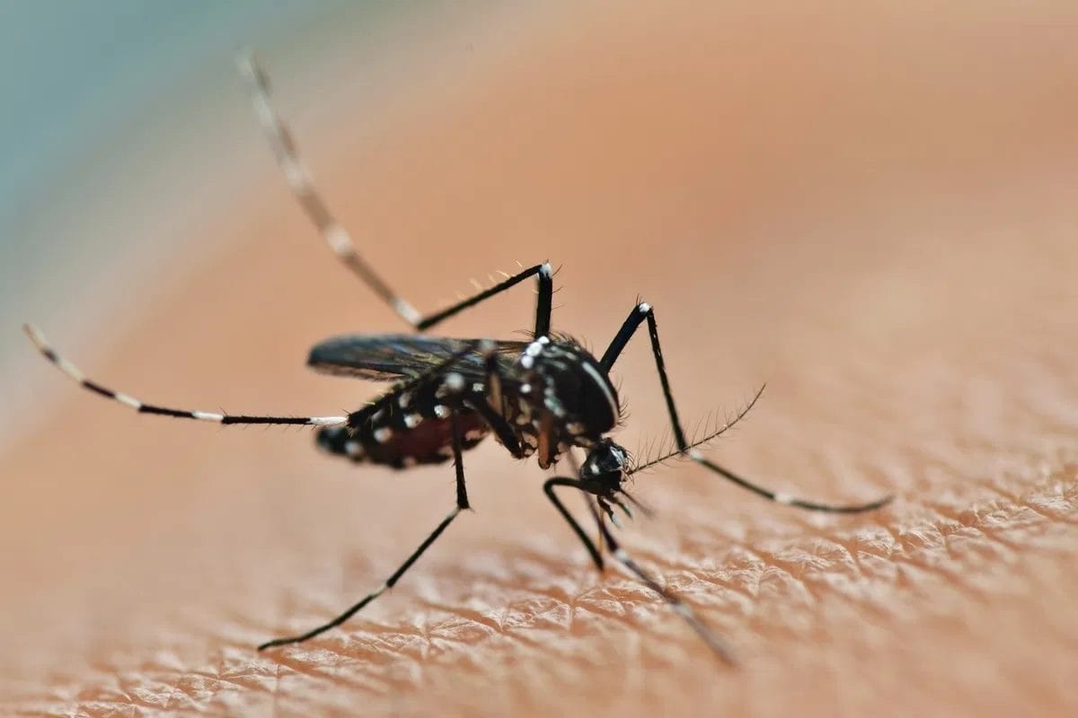 Chikungunya : que faut-il savoir et quel risque pour le Maroc ?