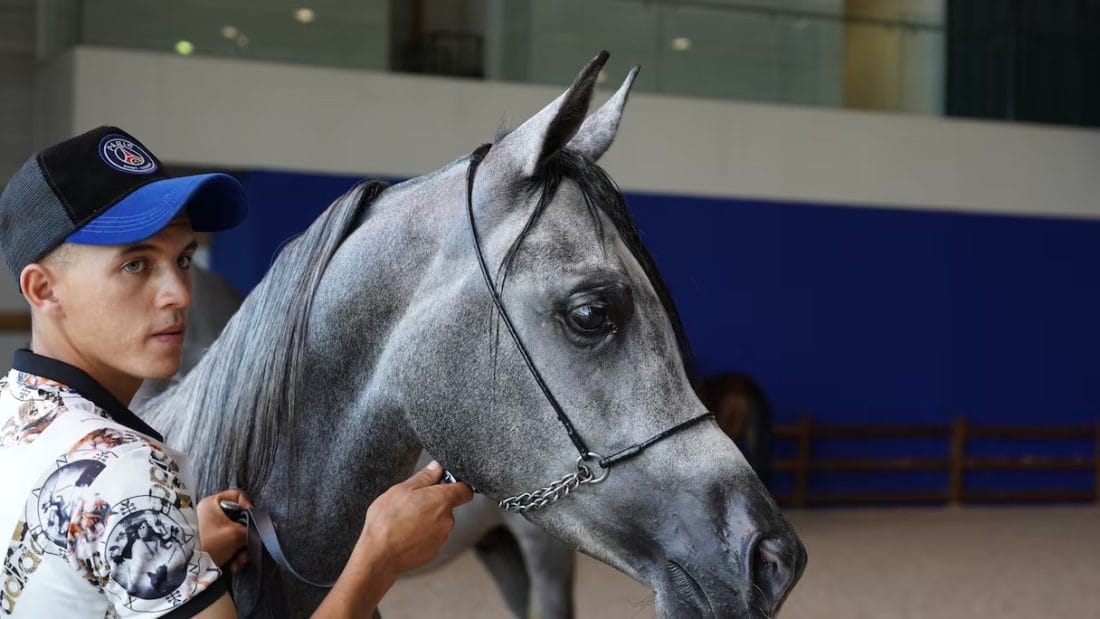  Salon du Cheval 2025 : six jours au service du patrimoine équestre marocain