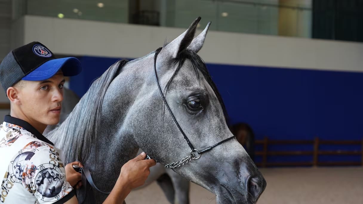 Salon du Cheval 2025 : six jours au service du patrimoine équestre marocain