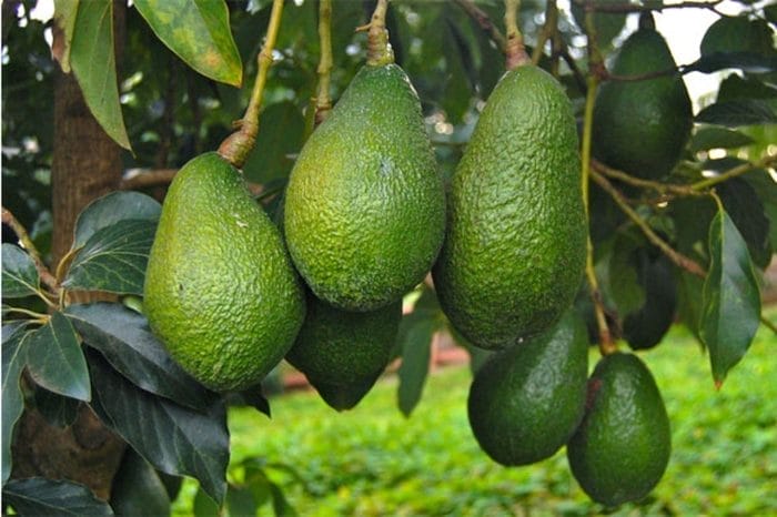 Avocats : le Maroc gringotte des parts de marché à l'international