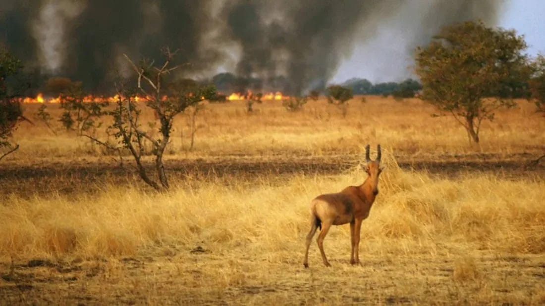 La Namibie déploie l’armée pour combattre l’incendie dévastateur d’Etosha