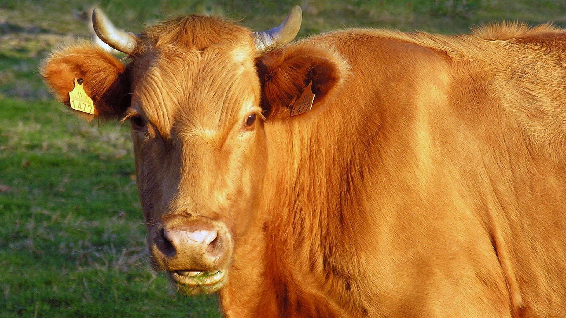 Afrique du Sud : épidémie de fièvre aphteuse à Merafong