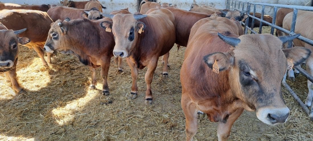 Le Maroc suspend ses importations de bovins espagnols