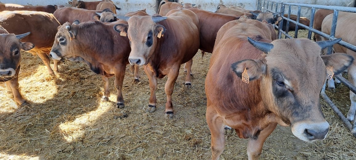 Le Maroc suspend ses importations de bovins espagnols