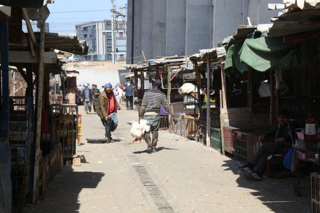 Vidéo - Les prix du poulet en chute à Casablanca : le marché de Hay Mohammadi revit