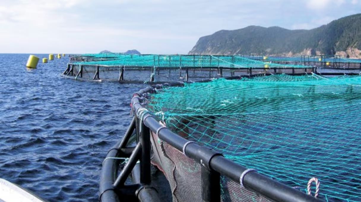Aquaculture : la Banque mondiale salue la stratégie ambitieuse du Maroc
