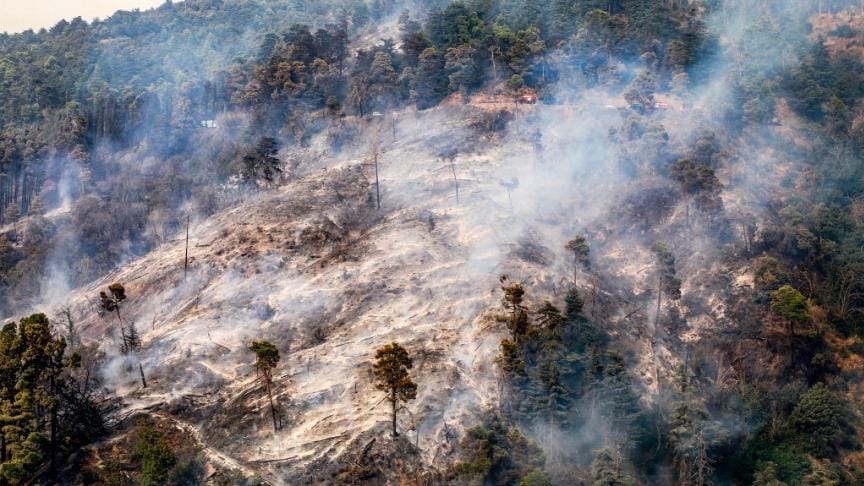 Algérie : une enquête ouverte après 55 incendies simultanés dans plusieurs régions