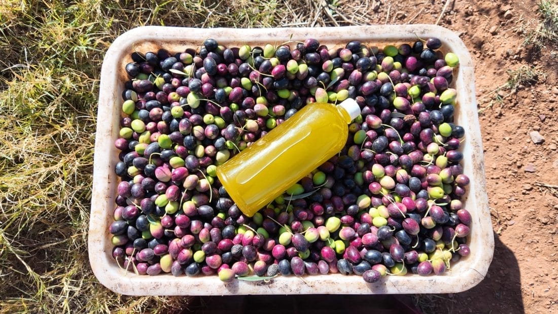 Innovations agronomiques dans la filière oléicole : la technologie au service des agriculteurs