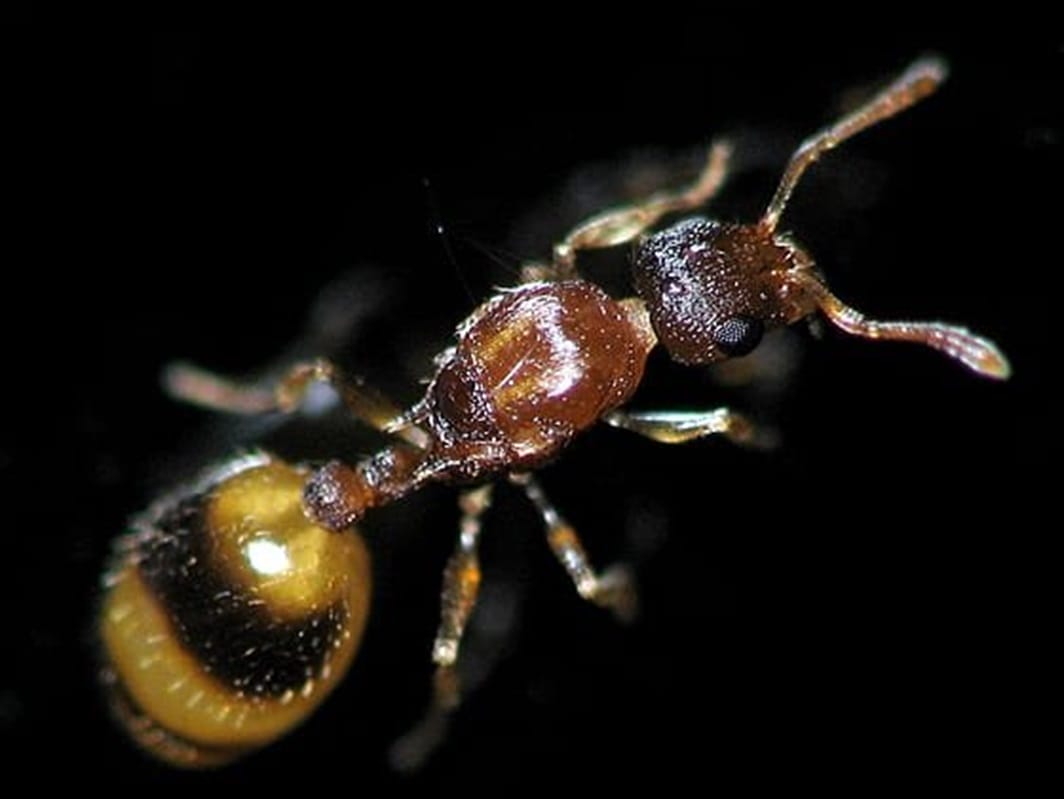 Une fourmi rare découverte dans la région de Chtouka Aït Baha