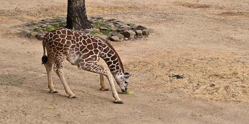 Une première au Maroc : naissance d’une girafonne à Mohammedia